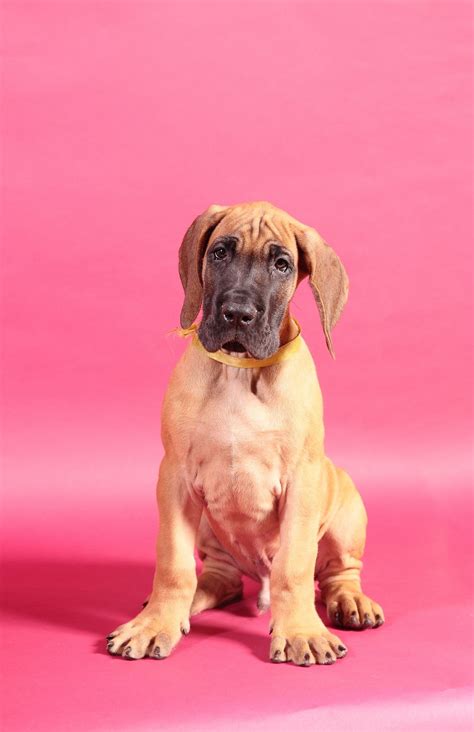 Unique Names for Great Dane Puppies: Great Dane Names You Need to Know ...