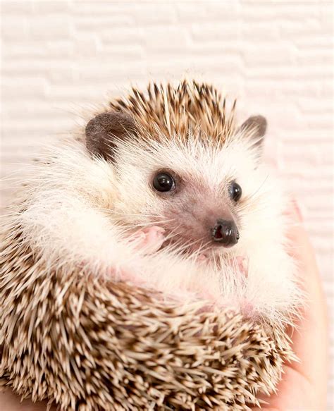 Full Grown Pet Hedgehog