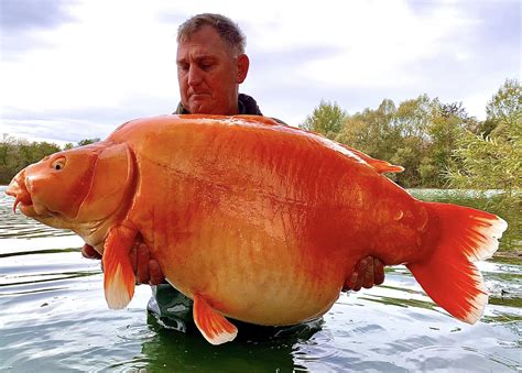Giant 67-pound goldfish reeled in from French lake may be one of the ...