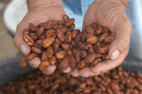 Origins & Flavors of Chocolate | Amano Artisan Chocolate