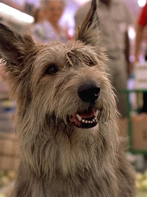 Because Of Winn Dixie Dog