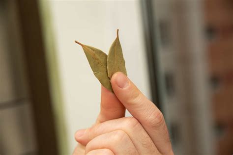 Une feuille de laurier dans vos chaussures ? Ce secret méconnu pourrait ...
