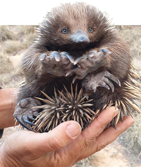 Echidna Do They Hibernate