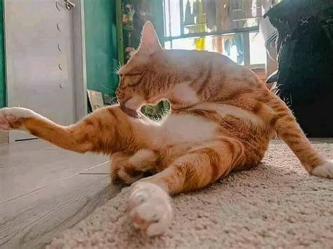 41 Weird And Funny Images To Make You Laugh: A Collection Of Totally ...