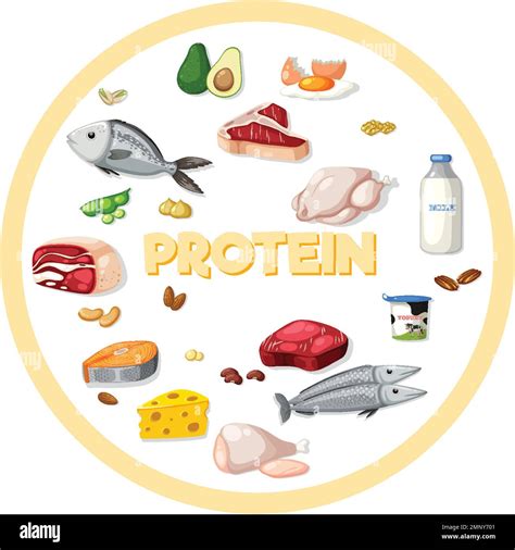 Protein Foods Cartoon at Anna Trotter blog