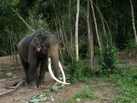 Anime+Sex+Videos+Uncensored Photos, Download The BEST Free Anime+Sex ...