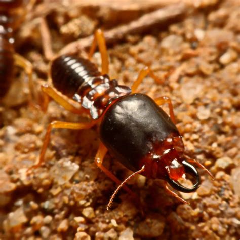 Earwigs Pest Control |PestNation | PestNation