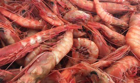 Royal Red Shrimp Provide a Princely Meal for Alabama’s Gulf Coast ...