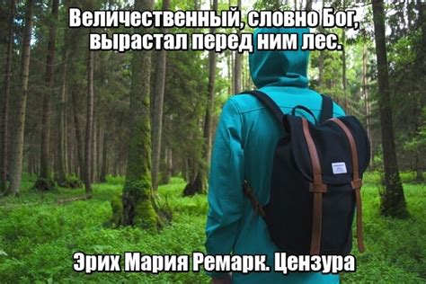 Цитаты про лес 🍃: красивые, короткие, со смыслом