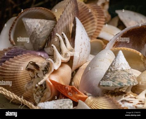 Different types of sea shells Stock Photo - Alamy