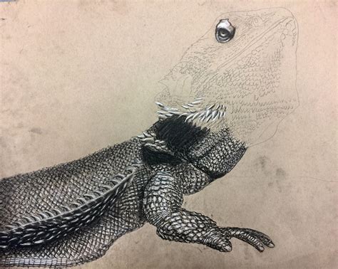 Bearded Dragon Drawing at PaintingValley.com | Explore collection of ...
