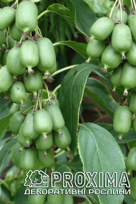 Актинідія Іссаї, Actinidia arguta Issai Актинидия остролистная Иссаи ...