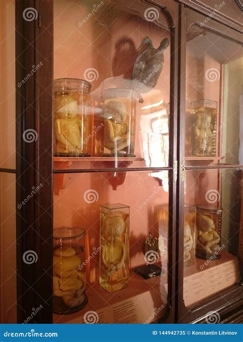 St. Petersburg, Russia, 21 September 2018. Skeletons, Embryos, Mutants ...