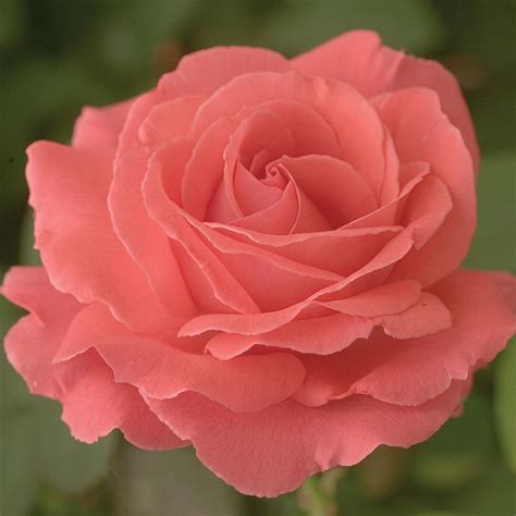 America™ Climbing Rose | Plant Addicts