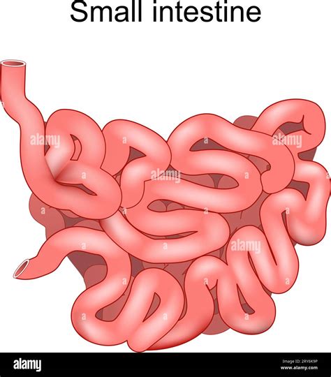 small Intestine. Medical Illustration. Human Anatomy. Small bowel is a part of a ...