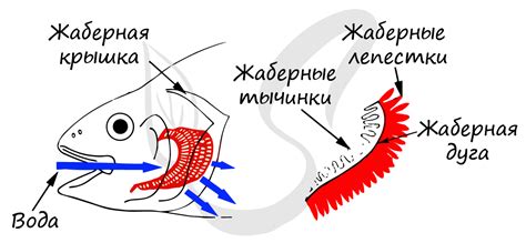 Надкласс рыбы, подготовка к ЕГЭ по биологии