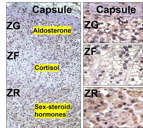 Adrenal Gland Function: What Do the Adrenal Glands Do?