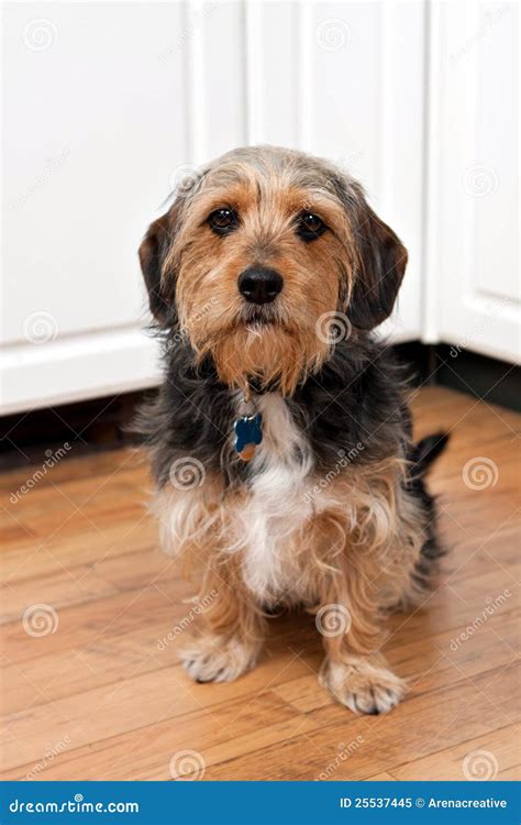 Beagle Yorkie Mix