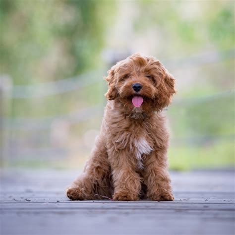 Miniature cavoodle full grown online