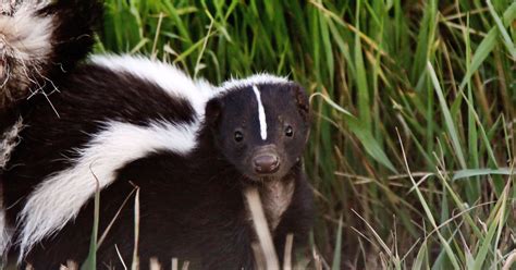Florida skunks hold key place in food chain | Southern Perspective