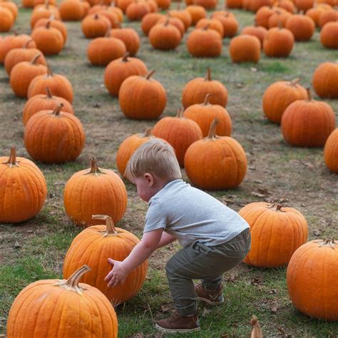 Elk Grove Giant Pumpkin Festival 2026 | Explore Elk Grove