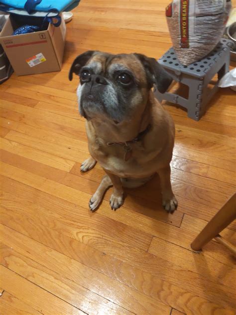 Pug boxer mix named Susan | Scrolller