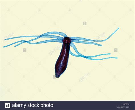 Asexual Reproduction High Resolution Stock Photography and Images - Alamy