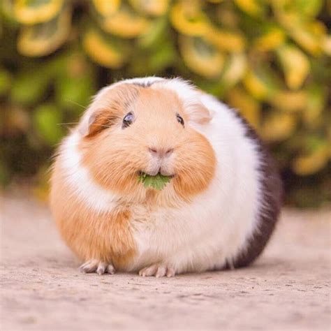 Pin by LizUnderPalms on Piggies | Cute guinea pigs, Guinea pigs, Baby ...