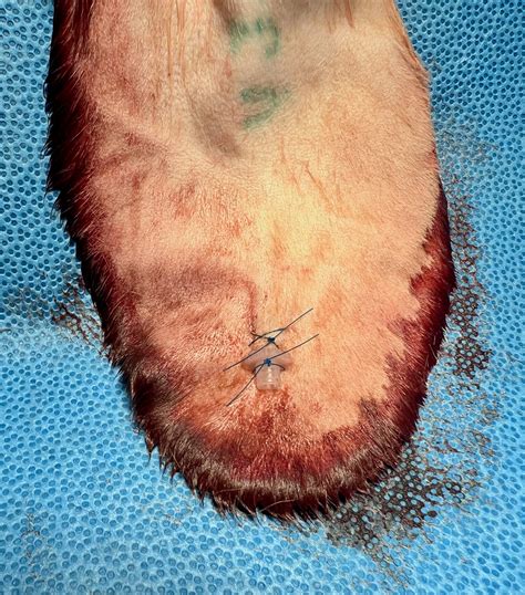 Treatment Approaches for Canine Aural Hematoma: Guide