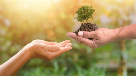handing over a tree in human hands,forest conservation concept,protection and conservation of ...