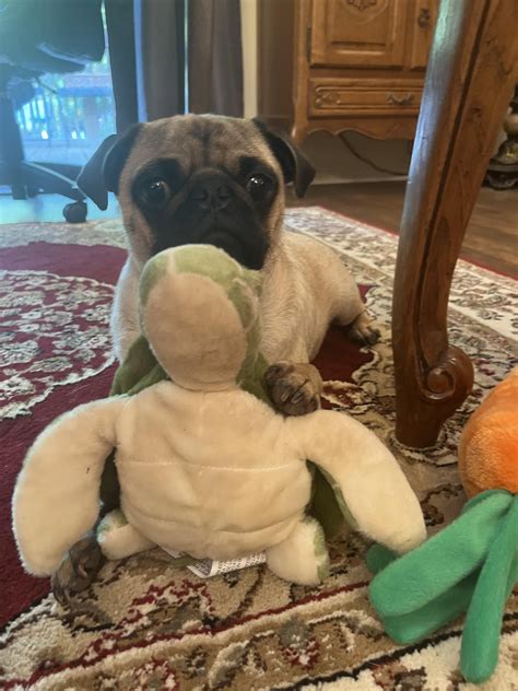 Happy National Pug Day from Puglet And His Big Sister Puggy Bear.🐻🩷 : r ...