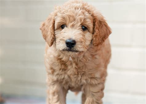 How Long Do Mini Goldendoodles Live? [Mini Goldendoodle Lifespan]