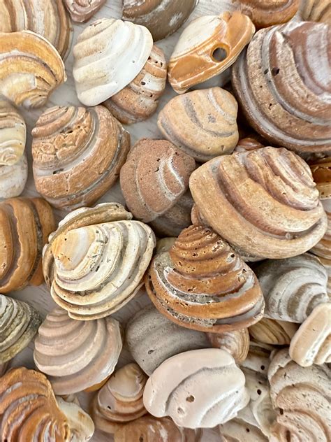 Pawleys Island Shells | Imperial Venus Clam | 1 Piece | Shells to ...