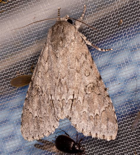 American Dagger Moth