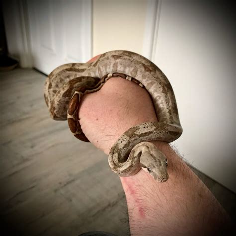 Hog island boa pair | Reptile Forums
