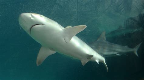 Shark attack in Bahamas injures 2 American women, police say