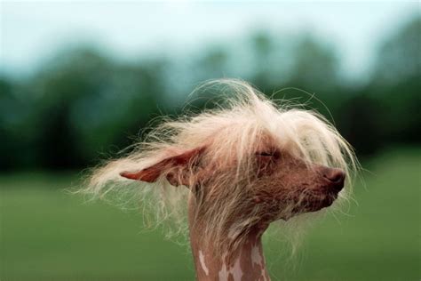 15 Weird-Looking Dog Breeds