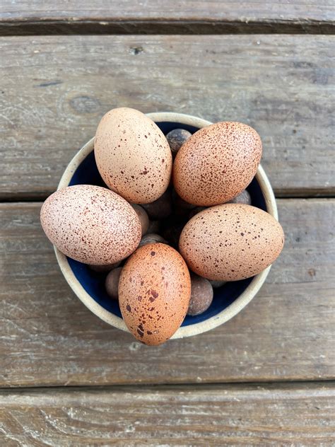 Welsummer Hatching Eggs- Includes shipping - ClutchOfColor