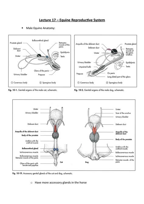 Female Horse Reproductive System Diagram
