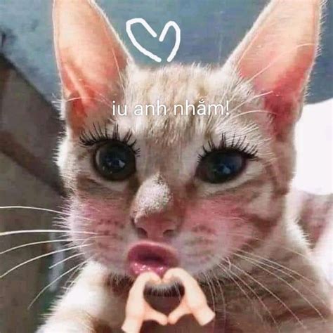 Hilarious Cat Funny Picture