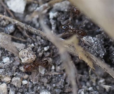 Important Brazilian Fire Ants, Florida Everglades