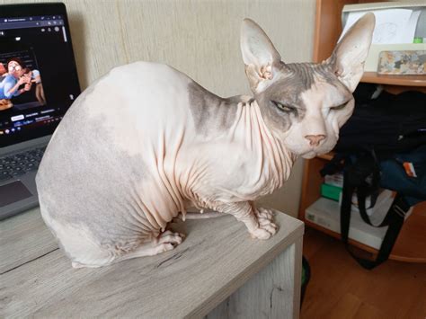 Funny Hairless Cat Memes