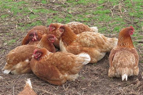 ISA Brown Chicken: Breed Profile, Facts & Pictures