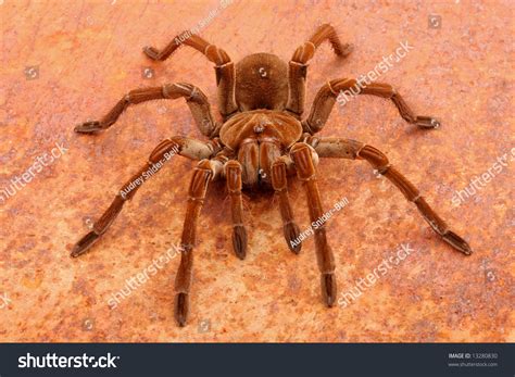 Goliath Birdeater Tarantula Theraphosa Blondi This Stock Photo 13280830 ...
