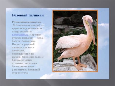 Презентация: "Растения и животные занесенные в Красную книгу Калмыкии".