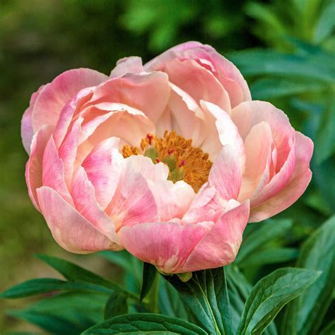 Peony Roots - Coral Charm | Flower Bulbs | Eden Brothers