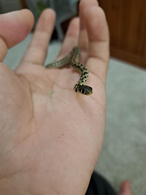 Escaped baby Garter Snake : r/GarterSnakes