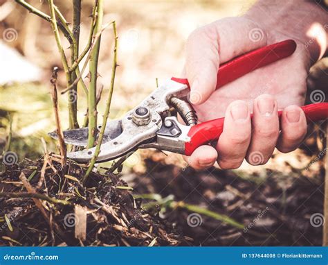Pruning Shear Cutting Rose Branch Stock Photo - Image of flower ...