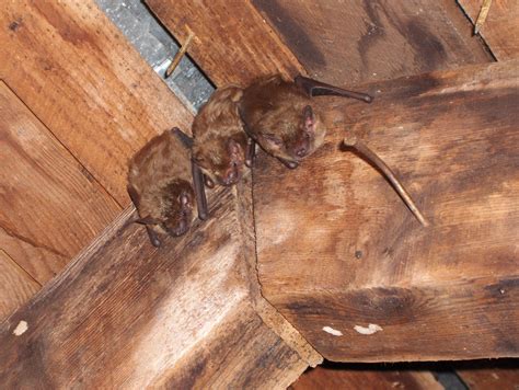 How to deal with problem Bat in Connecticut | WildlifeHelp.org
