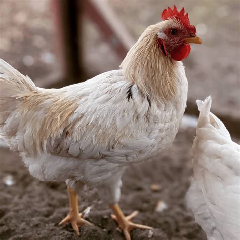 20 Best Hybrid Chicken Breeds for Higher Yield (With Pictures)